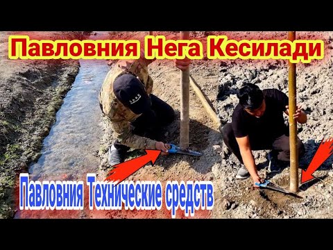 Видео: Тезкор Павловния дарахтини кесиш бошладик ( Павловния дарахти  )