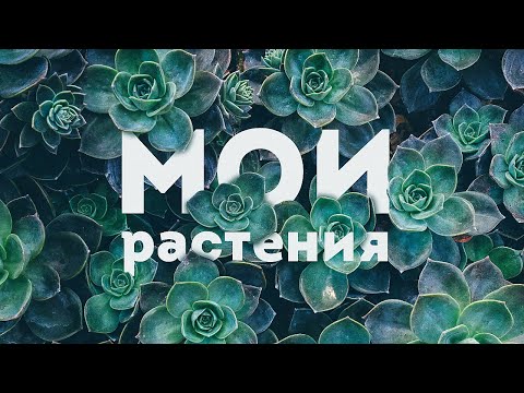 Видео: Обзор на мою коллекцию домашних растений!