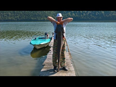 Видео: Сом на квок на Павловском водохранилище Fishing for catfish on Kwok