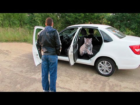 Видео: Оголодавший рысенок пробрался в машину и отказался уходить, надеясь хоть на крохи еды