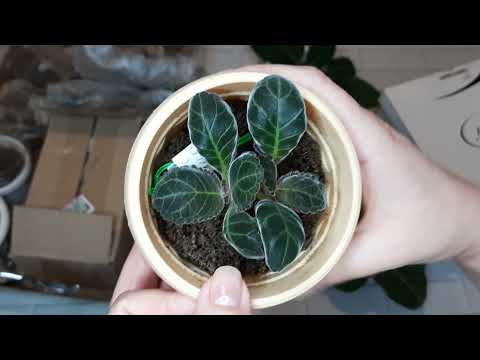 Видео: Полив глоксиний во время зимнего хранения.Сохраняю даже самые маленькие клубеньки глоксиний.