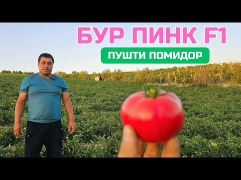 Видео: BUR PINK F1 🇹🇷 "ПУШТИ" Помидори БЕТАКРОР СУКОК КИШЛОГИДА.