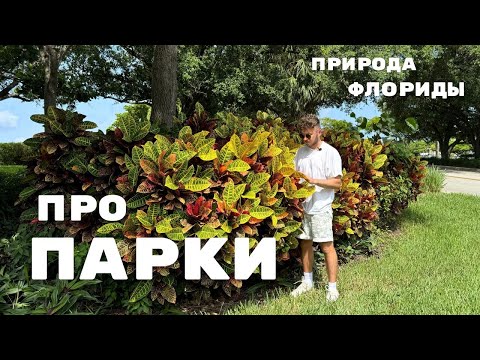 Видео: ПРОГУЛКА по природным местам ФЛОРИДЫ