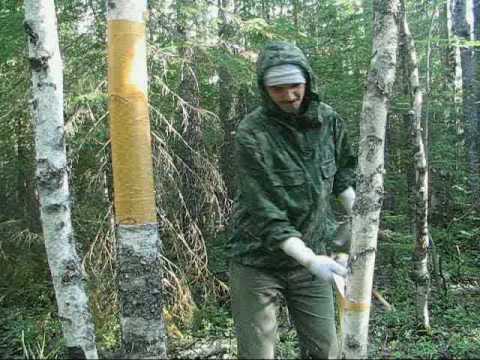 Видео: Заготовка бересты. Часть 1.