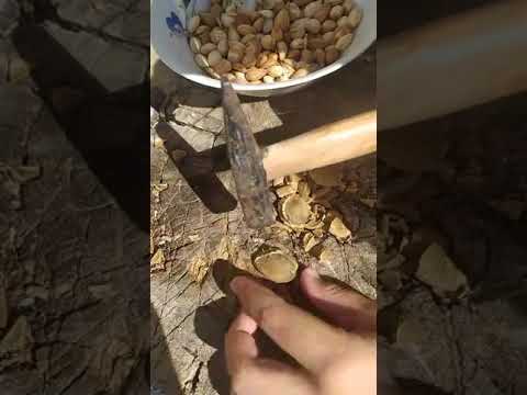 Видео: Мёдово,  янтарное ,, Абрикосовое варенье" с косточками