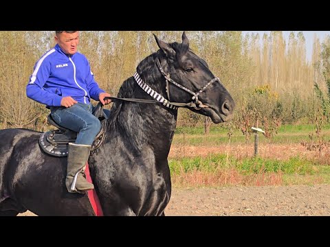 Видео: Америка Ат экенго Пай Пай Паай✊️