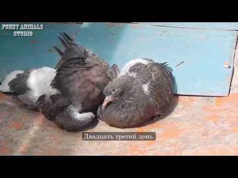 Видео: Голуби - Птенцы голубей от рождения до месяца - Голубиная сага - 9 серия