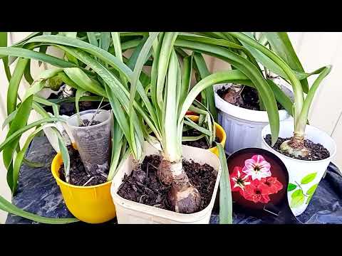 Видео: Гиппеаструмы, уход и основные правила для цветения 🌺
