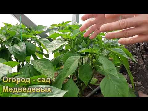 Видео: Стоит ли формировать перцы