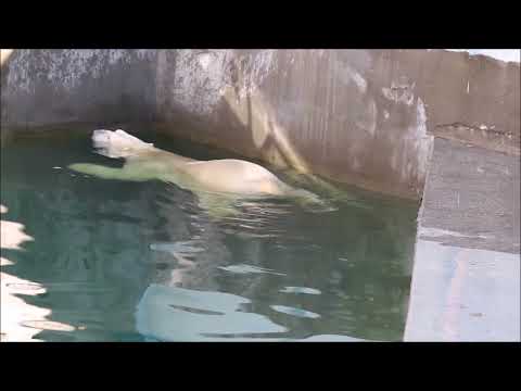 Видео: Кай долго ходил с конусом,  прыгнул в воду, бросил его на решётку и замер в воде 15.09.2025