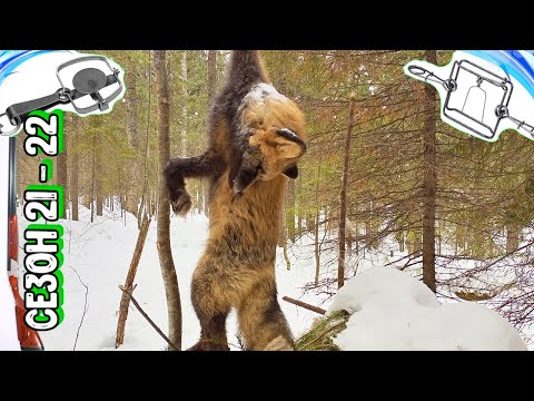 Видео: Интересное Закрытие Получилось | Капканы На Соболя