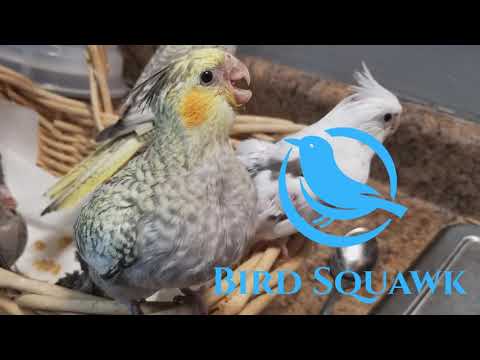 Видео: Сколько кормить детёнышей корелл вручную? Давайте обсудим это!