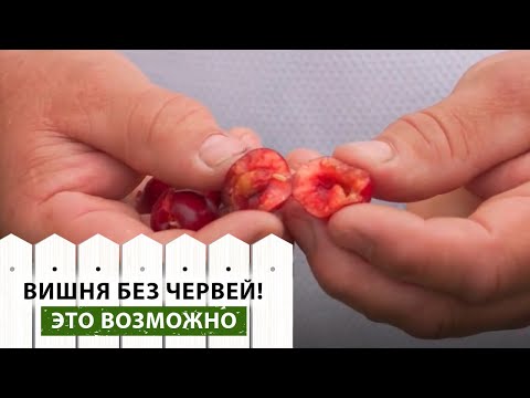 Видео: Сделайте ЭТУ обработку и вишневая муха вам не страшна! Чем обработать весной от вредителей вишню?