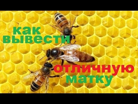 Видео: #Матка для #пчёл,  способ выведения сильной отличной матки . Как я получаю маток первой волны.