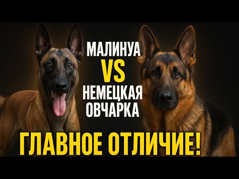 Видео: Малинуа или Немецкая овчарка? Главное отличие, о котором молчат!