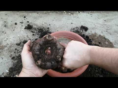 Видео: Аморфофаллус коньяк: новые раскопки