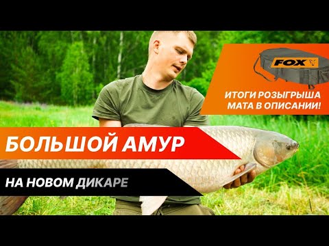 Видео: КАК ЛОВИТЬ КРУПНОГО КАРПА И АМУРА НА КУКУРУЗУ