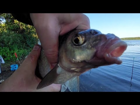 Видео: Рыбалка на Волге летом #2