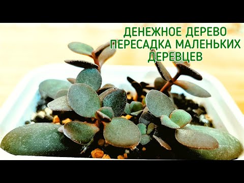 Видео: Денежное дерево. Пересадка.