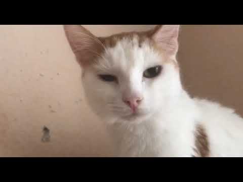 Видео: Приехало несколько котиков