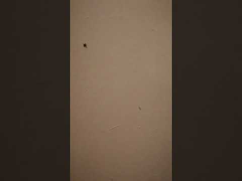 Видео: Ребёнок.Жук-олень.