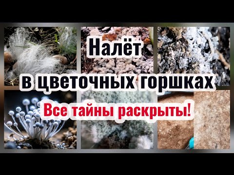 Видео: ПЛЕСЕНЬ и ГРИБЫ в цветочных горшках! Причины, профилактика и меры борьбы 24.10.25г.