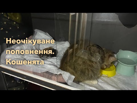 Видео: Неочікуване поповнення. Кошенята яким судилося жити.