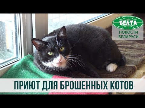 Видео: Приют для брошенных котов