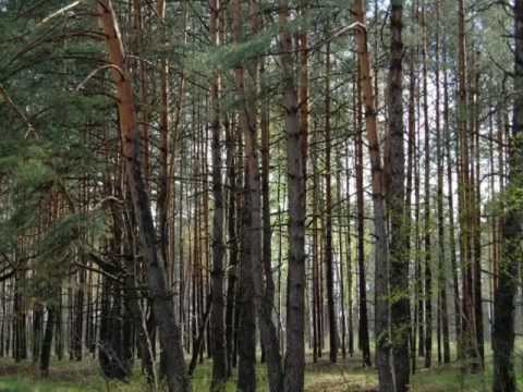 Видео: ПОЛЕССКОЕ ГОРОД ДЕТСТВА