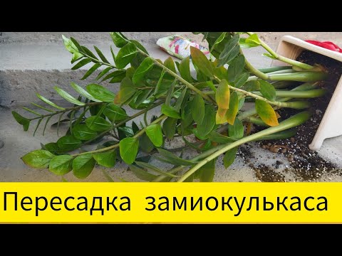 Видео: Пересадка замиокулькаса #замиокулькасуход #замиокулькас #доллоровоедерево