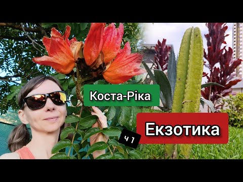 Видео: Коста-Ріка 🌴 Екзотика 🌺 частина 1