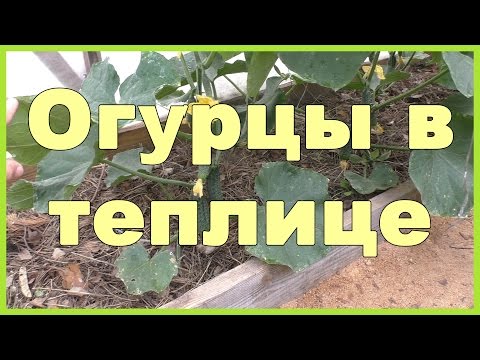 Видео: Огурцы в теплице - посадка, уход, сбор урожая