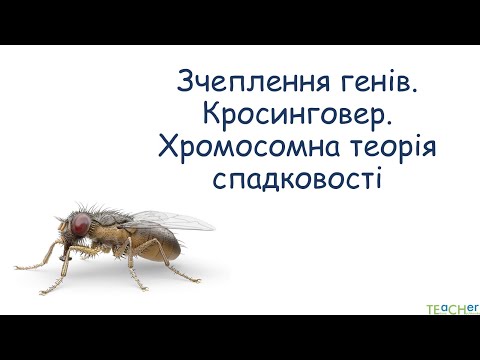 Видео: Зчеплення генів. Кросинговер. Хромосомна теорія спадковості