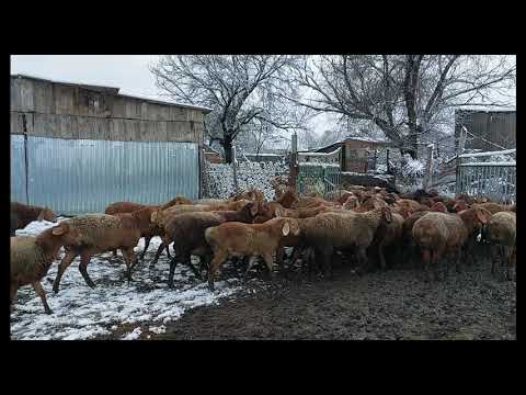 Видео: 5 Декабря выпал снег. Овцы на пастбище.