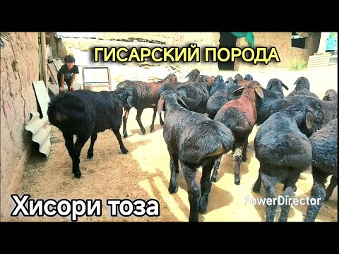 Видео: Стоп 📢 САВДО ШУДАН РАФТАН