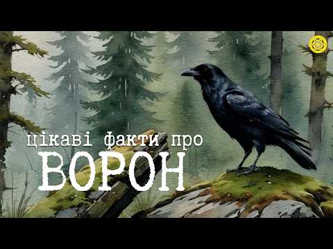 Видео: ВОРОНИ: птахи-генії | ОДНІ з НАЙРОЗУМНІШИХ птахів у СВІТІ | Цікаві Факти