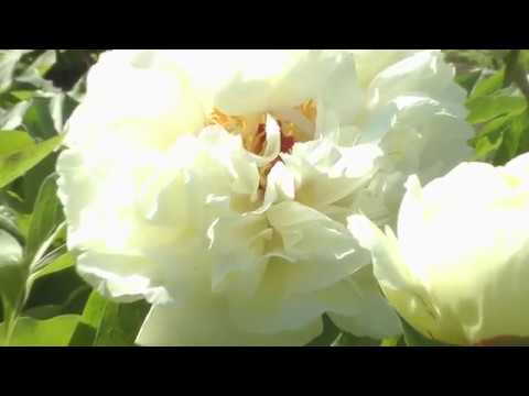 Видео: Белые пионы поэтапно маслом. Пленэр в Ботаническом саду.Peonies.Picture