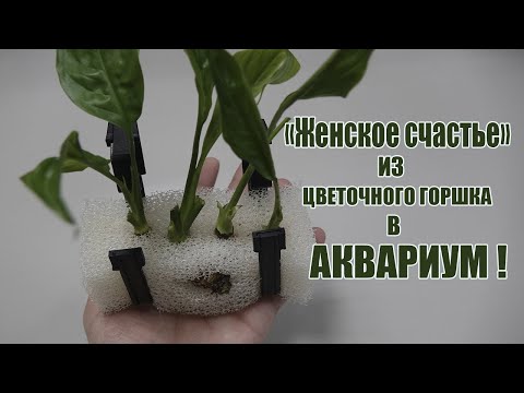 Видео: Спатифиллюм "Женское счастье" из цветочного горшка в аквариум!