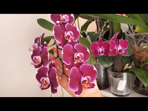 Видео: Бесконечное цветение орхидей.
