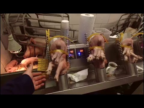Видео: Кастрация поросят в Германии, вот до чего додумались немцы. Посмотрите, вряд ли, Вы это уже видели.
