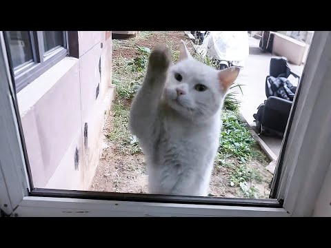 Видео: Бездомная кошка, которая стучит в моё окно