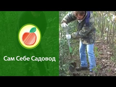 Видео: Выкапываем саженцы и прикапываем их на хранение.