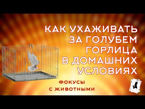 Видео: Как ухаживать за голубем Горлица.