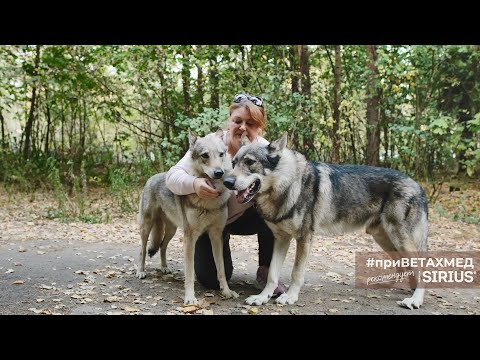 Видео: Секреты породы. Чехословацкая волчья собака // #приВЕТАХМЕД