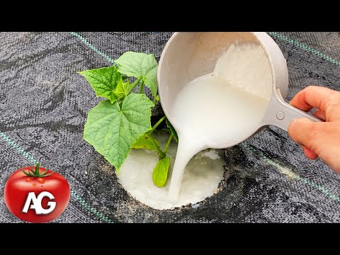 Видео: Огурцы сразу же пойдут в рост и дадут отличный урожай! Полейте их этим раствором.