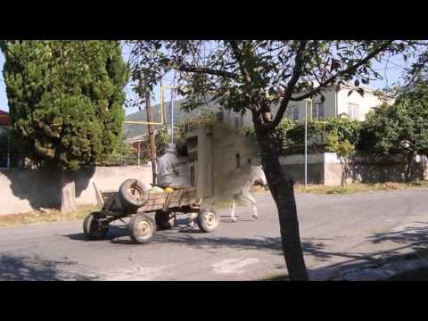 Видео: СУБТРОПИЧЕСКИЙ ЛАГОДЕХИ