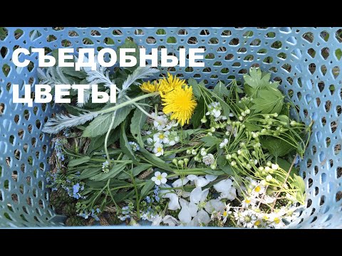 Видео: Немного о СЪЕДОБНЫХ ЦВЕТАХ. Цветочная кулинария.