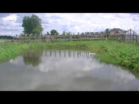 Видео: ПРУД В ДЕРЕВНЕ, год спустя.