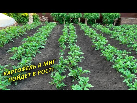 Видео: Картофеля будет много! 4 важных правила окучивания. Уход и Подкормки для обильного урожая!