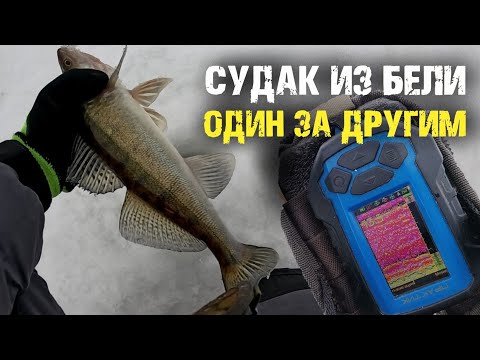Видео: Судак щелкал из стаи бели один за другим